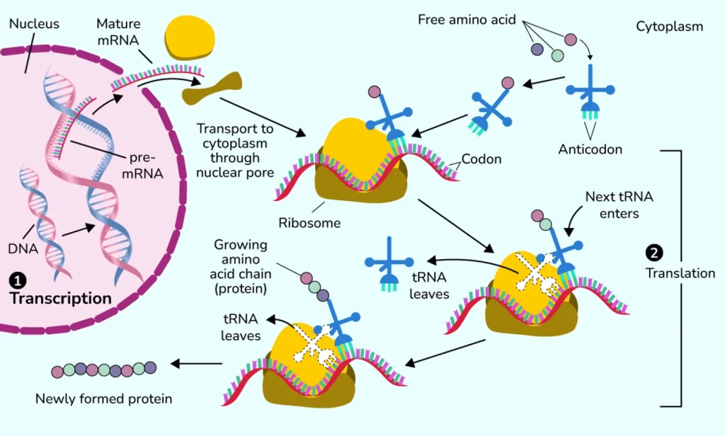 protein synthesis in cells