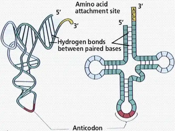 The Basics of Protein Synthesis